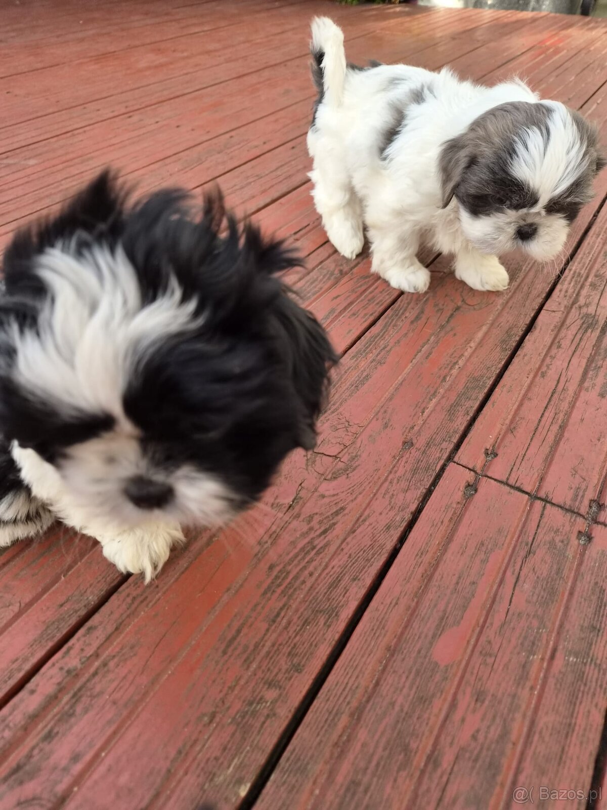 Domowe Czarusie pieski Shih-Tzu - 2