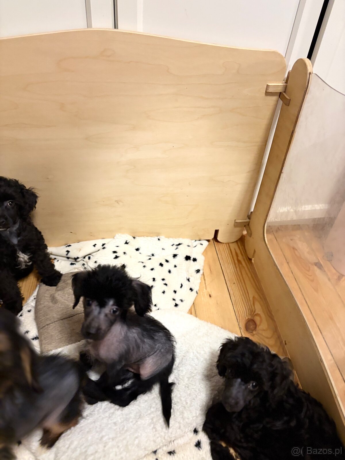 Grzywacz chinski - 2