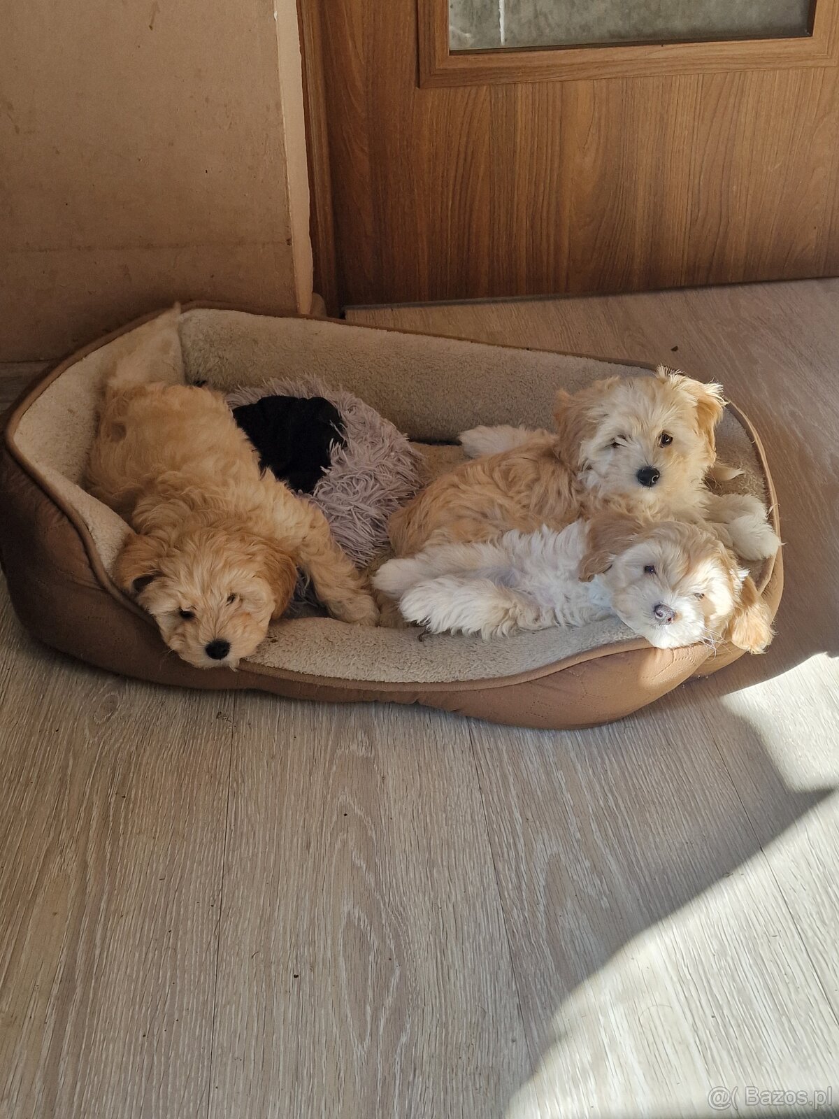 Maltipoo F1 - 2