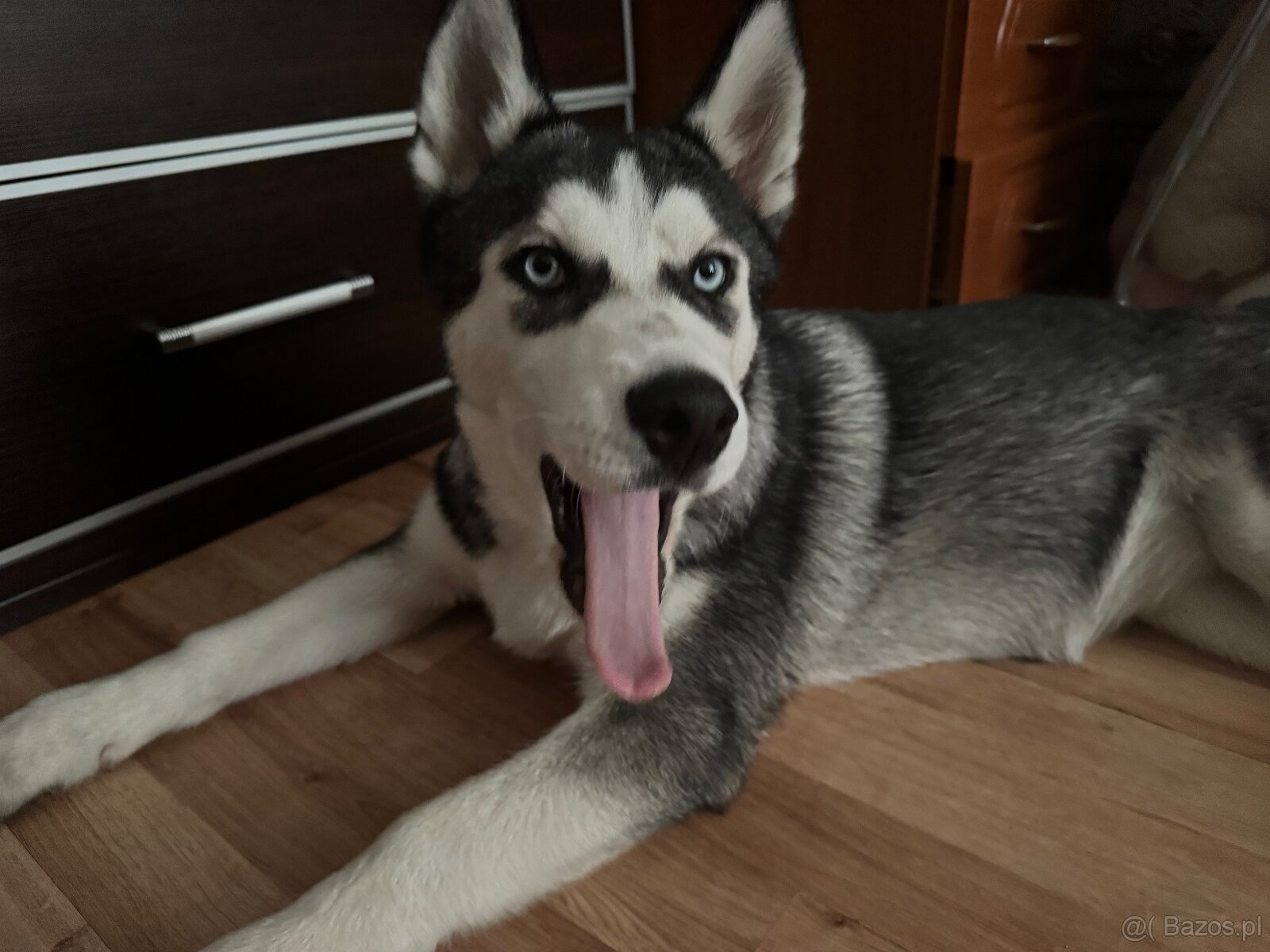 Śliczny Syberian husky szczenię z rodowodem - 2