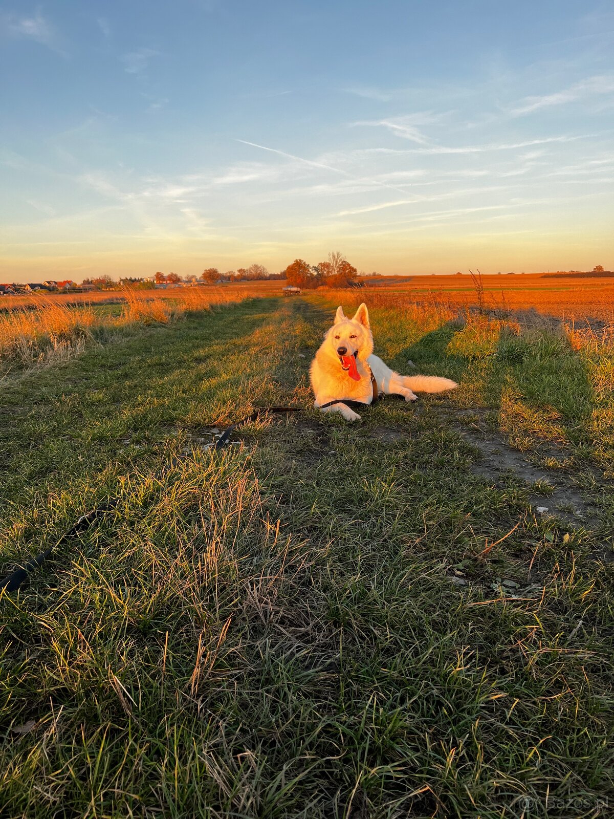 Biały Owczarek Szwajcarski - 2