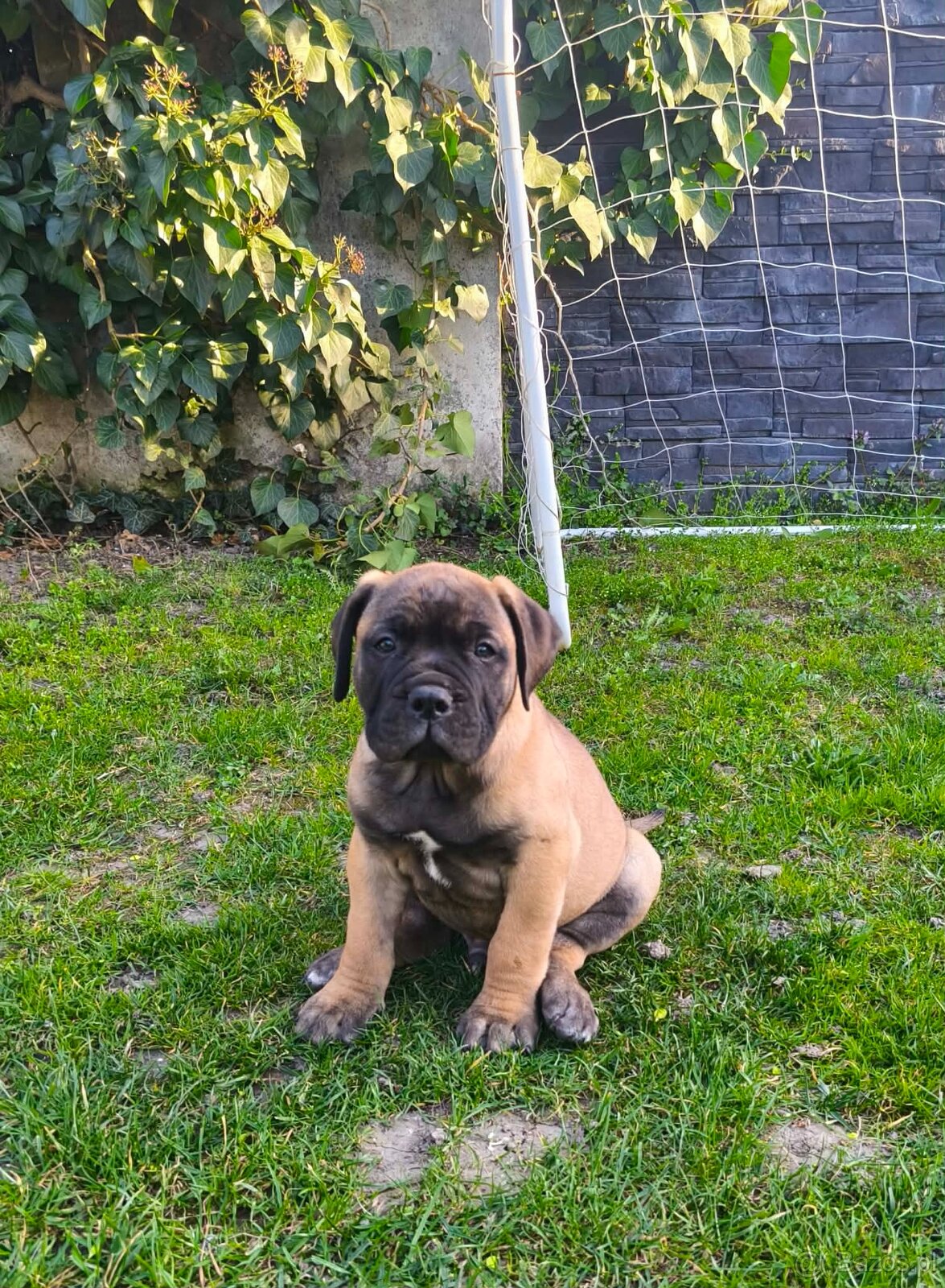 Bulmastif/ Bullmastiff s PP - 2