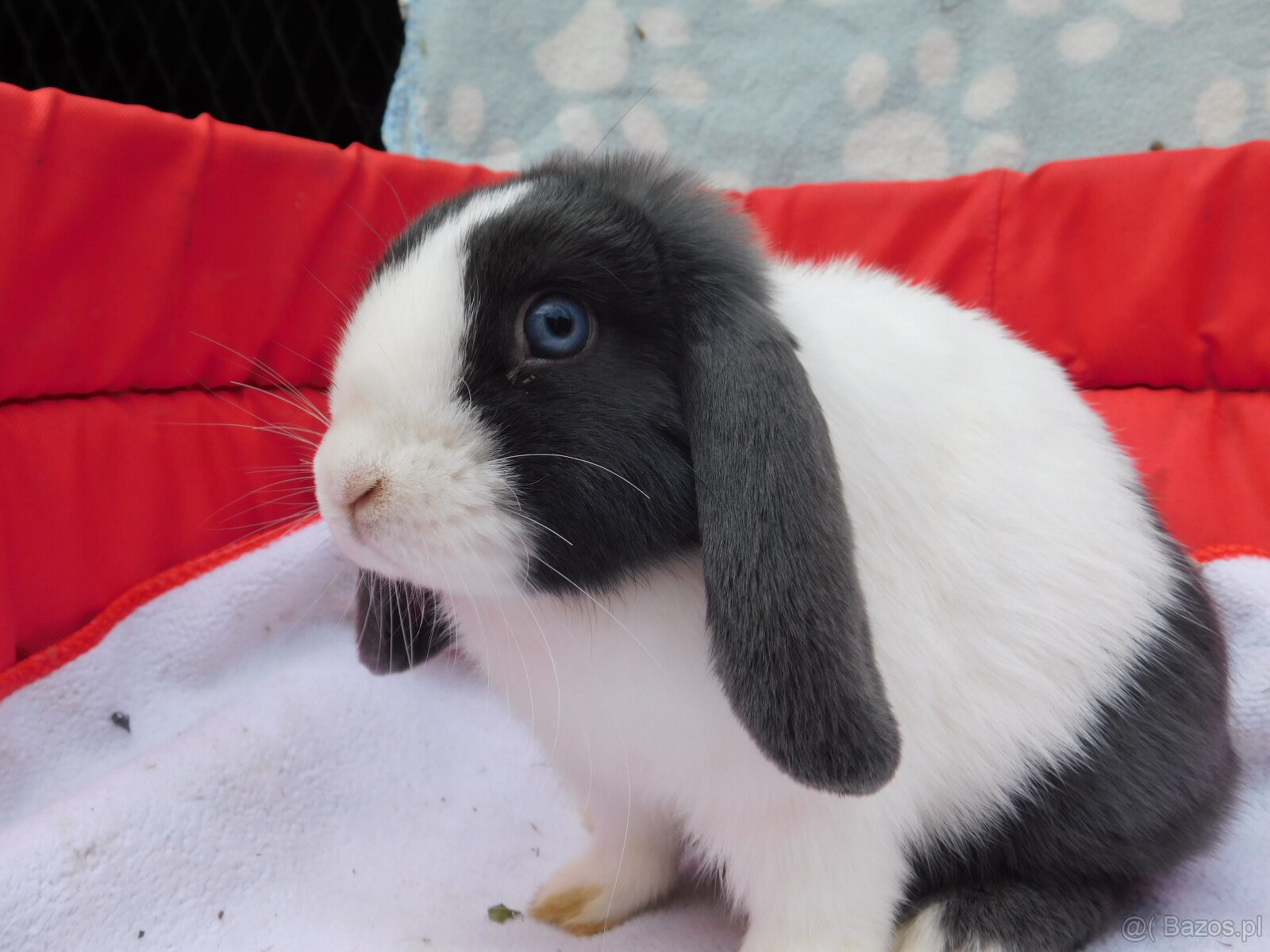 Baranek niebiesko - biały mini lop - 2