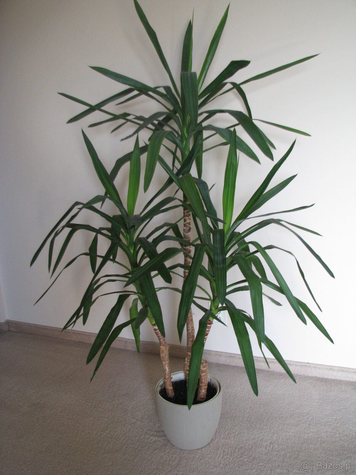 Juka – piękny, zdrowy, duży kwiat doniczkowy, 3-pienny, 1,6 - 2