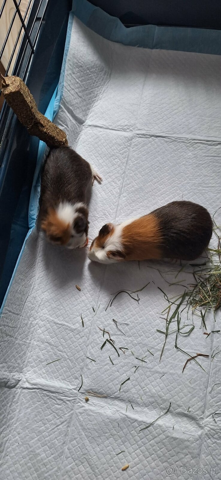 Dwa samce świnki morskiej wraz z wyposażeniem - 2