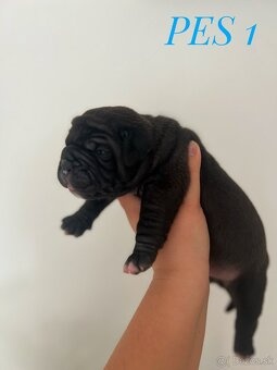 Buldog Staroangielski - Old English Bulldog - 2