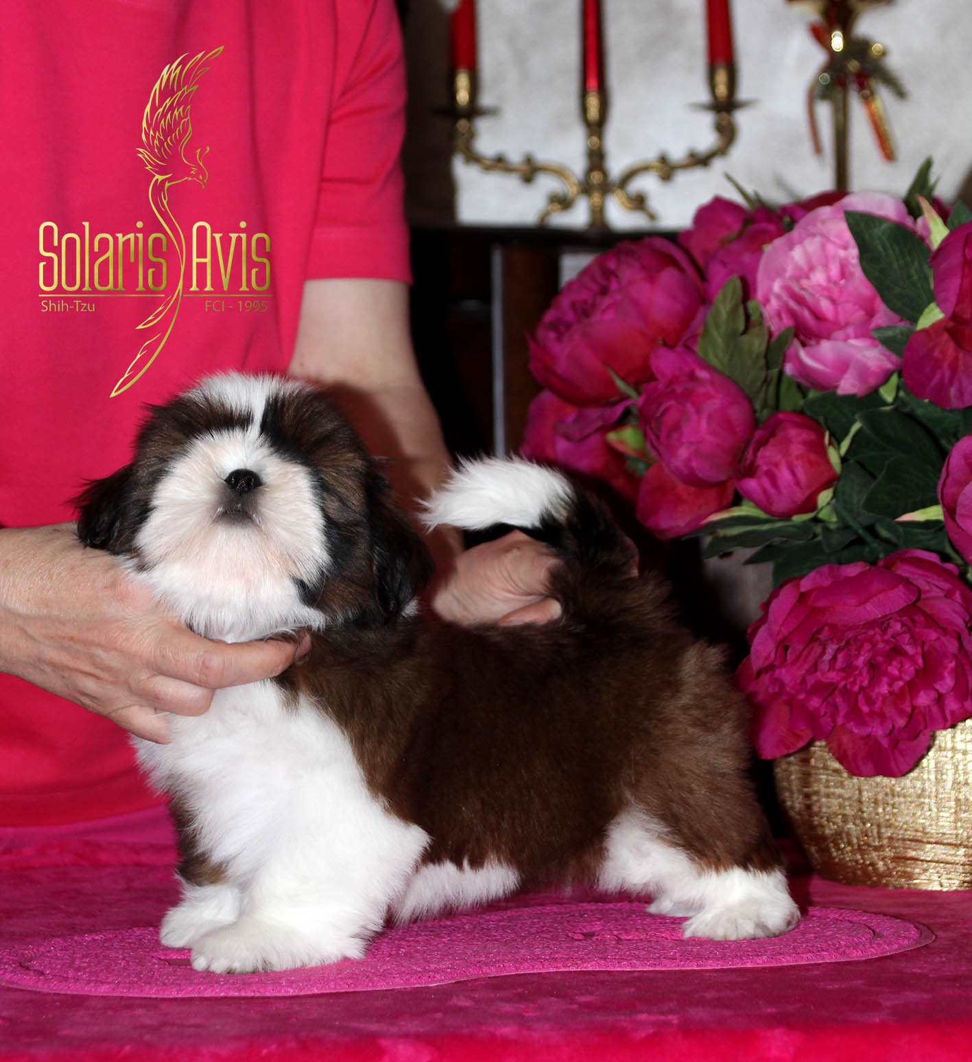 SHIH TZU - 2
