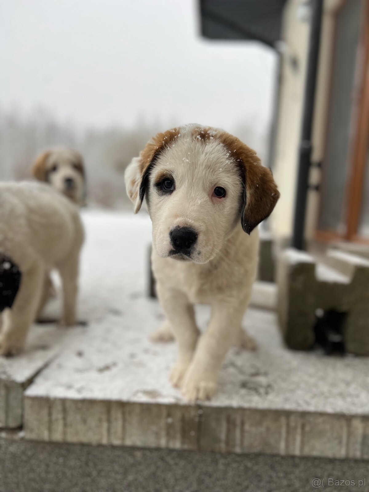 Szczeniaki owczarka środkowoazjatyckiego. - 2