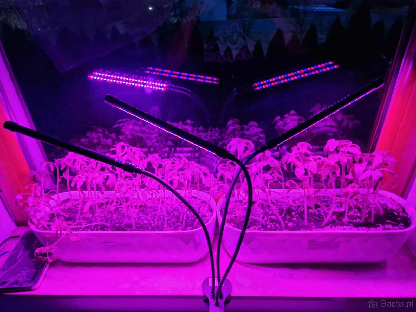 Lampa do roślin Kobi Led 10W - 2