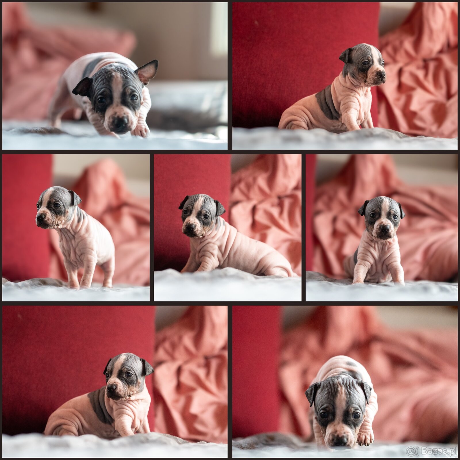 Amerykánski terier bezwłosy - 2