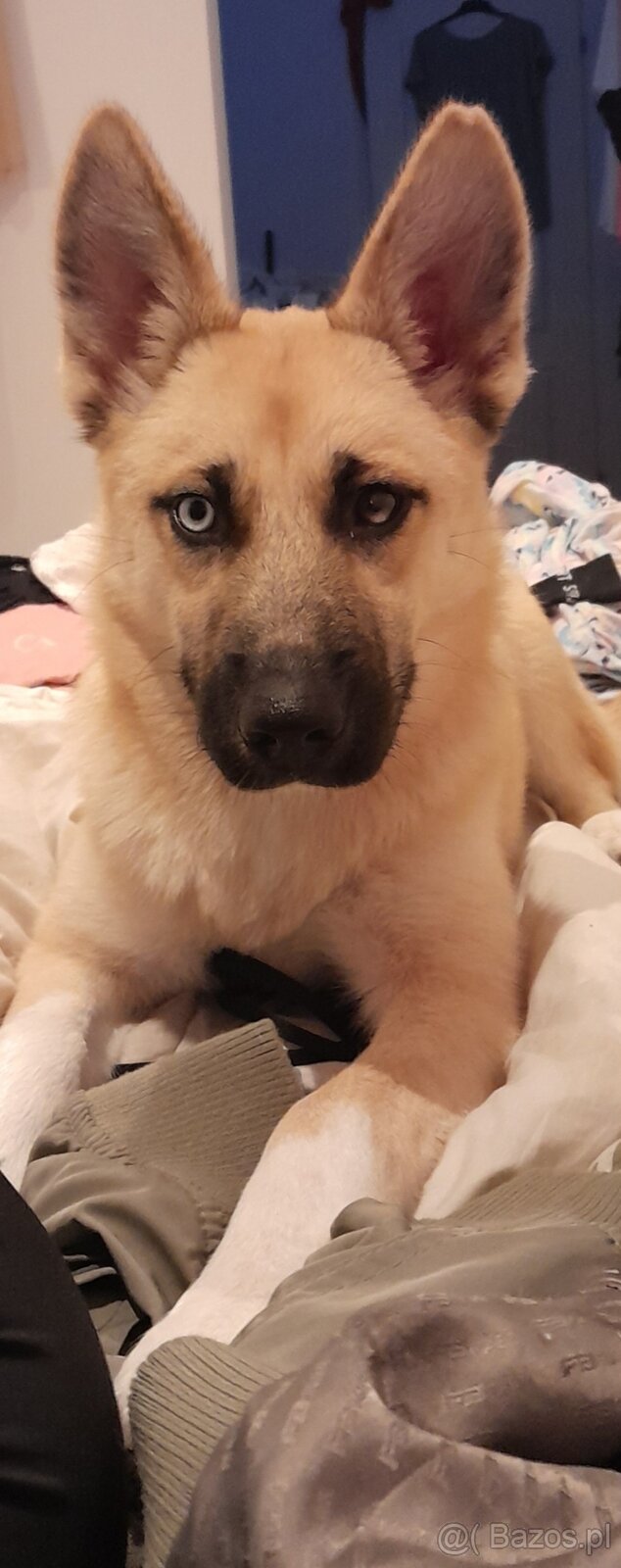 Sprzedam suczkę krzyzowka husky i owczarka belgijskiego mala - 2