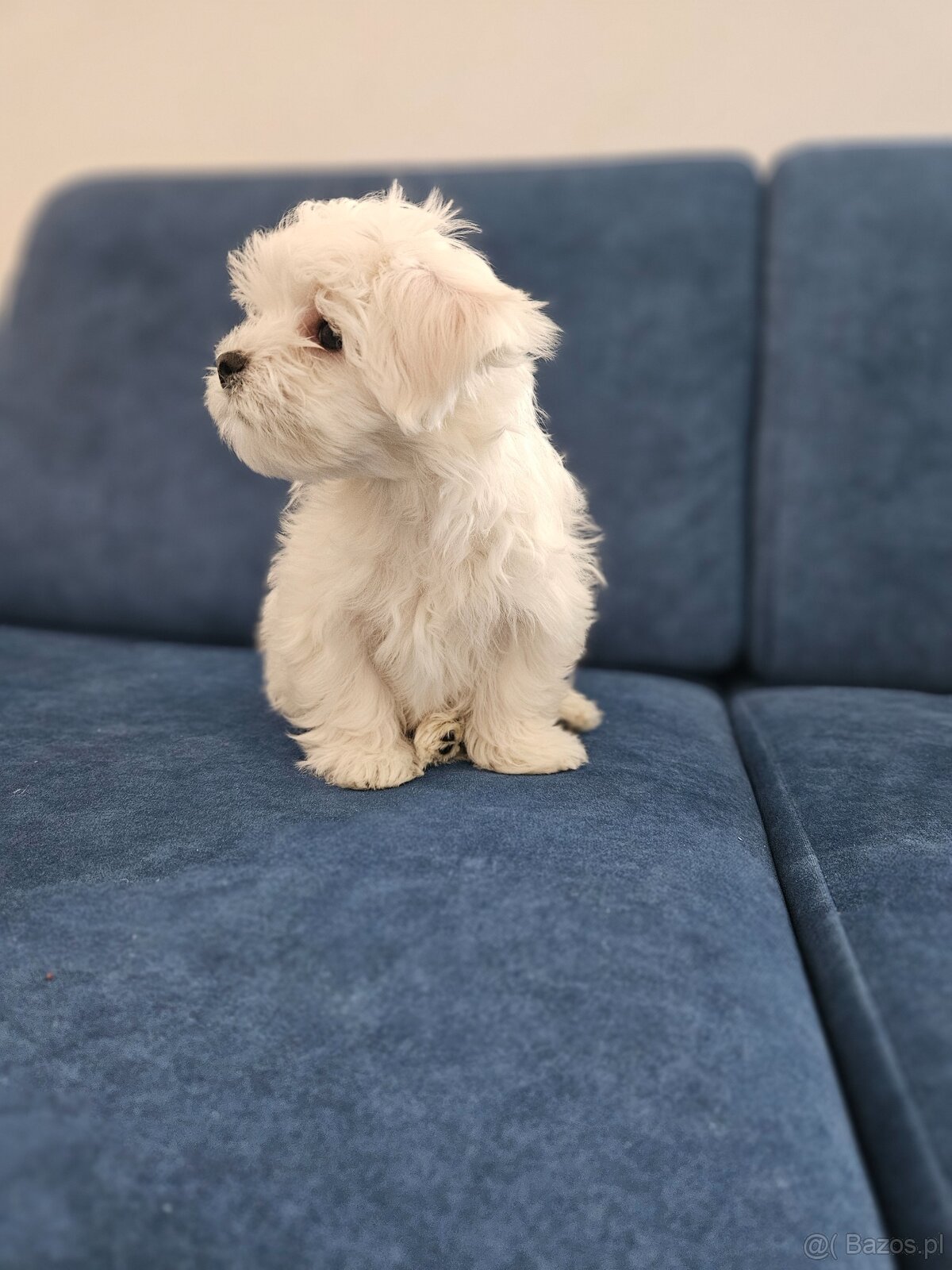 Sprzedam maltańczyka - 2