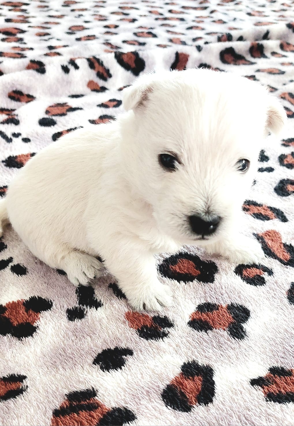 Szczeniak West Highland White Terrier - 2