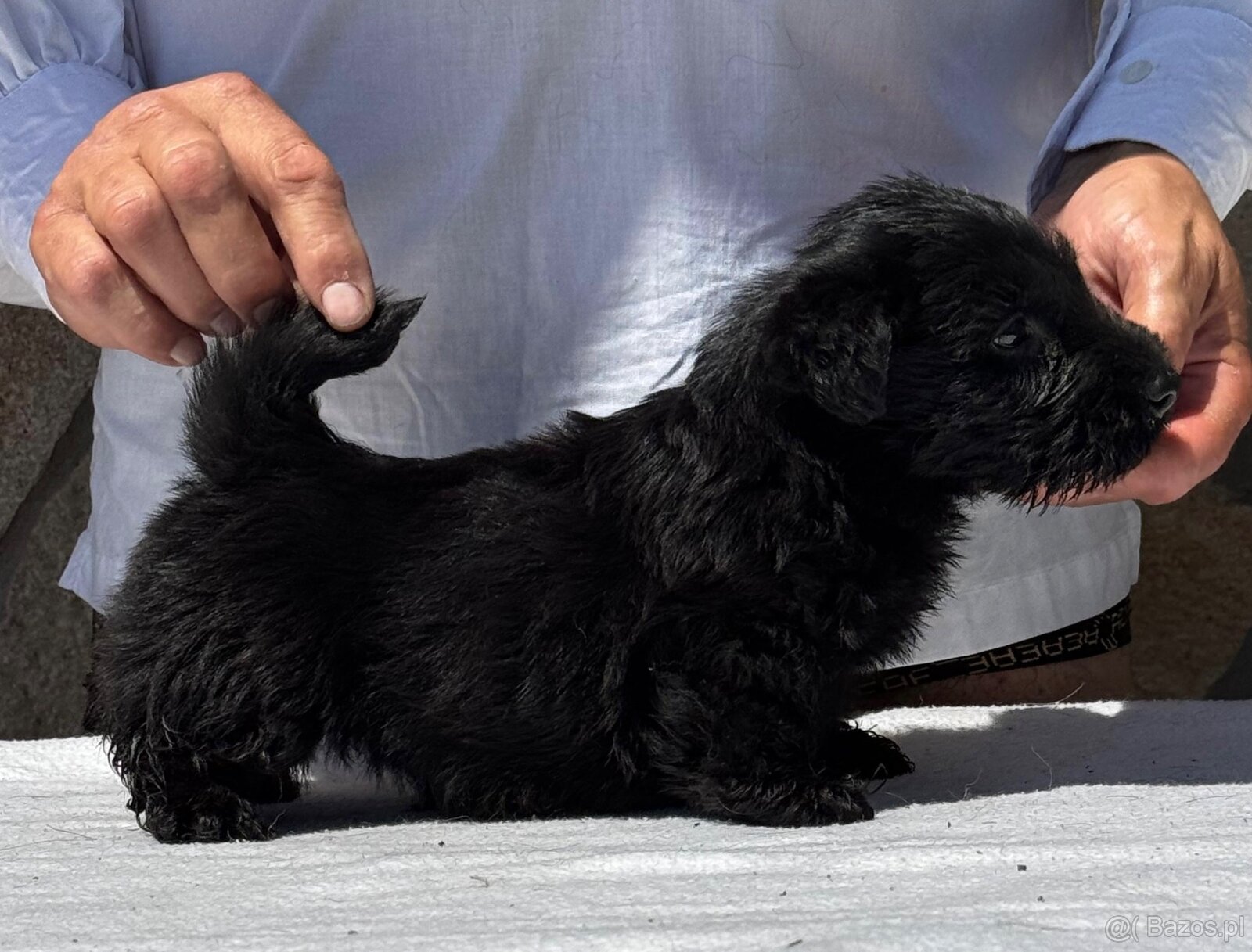 Terier Szkocki Scottish Terrier piesek FCI - 2