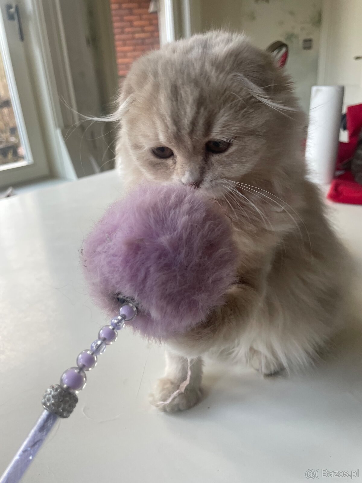 Szkocka prostoucha - Firenze - 2