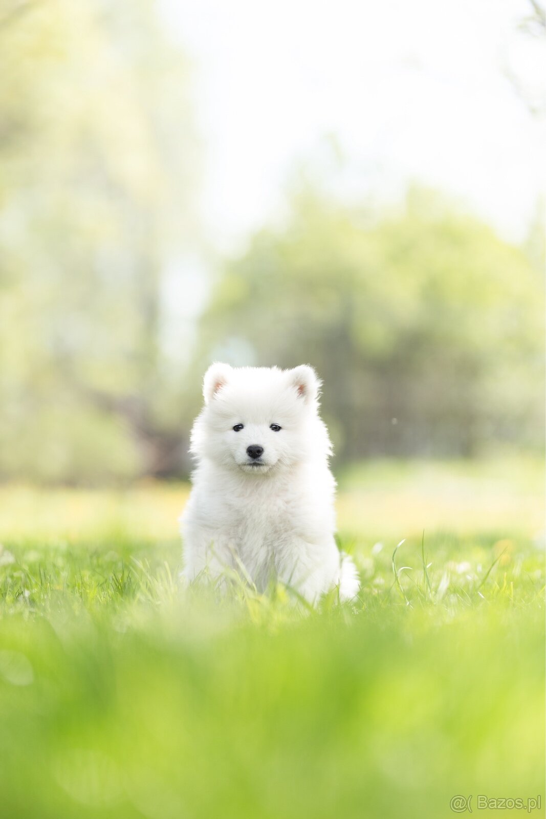 Samojed z FCI/PP – urodzone szczenięta z wyjątkowego skojarz - 2