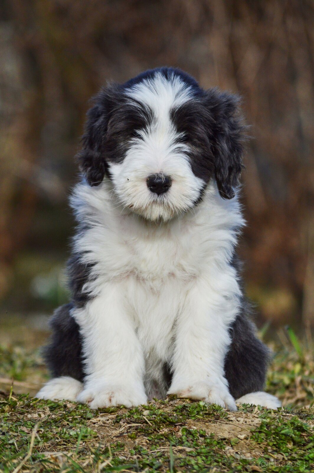 Bearded Collie - 2