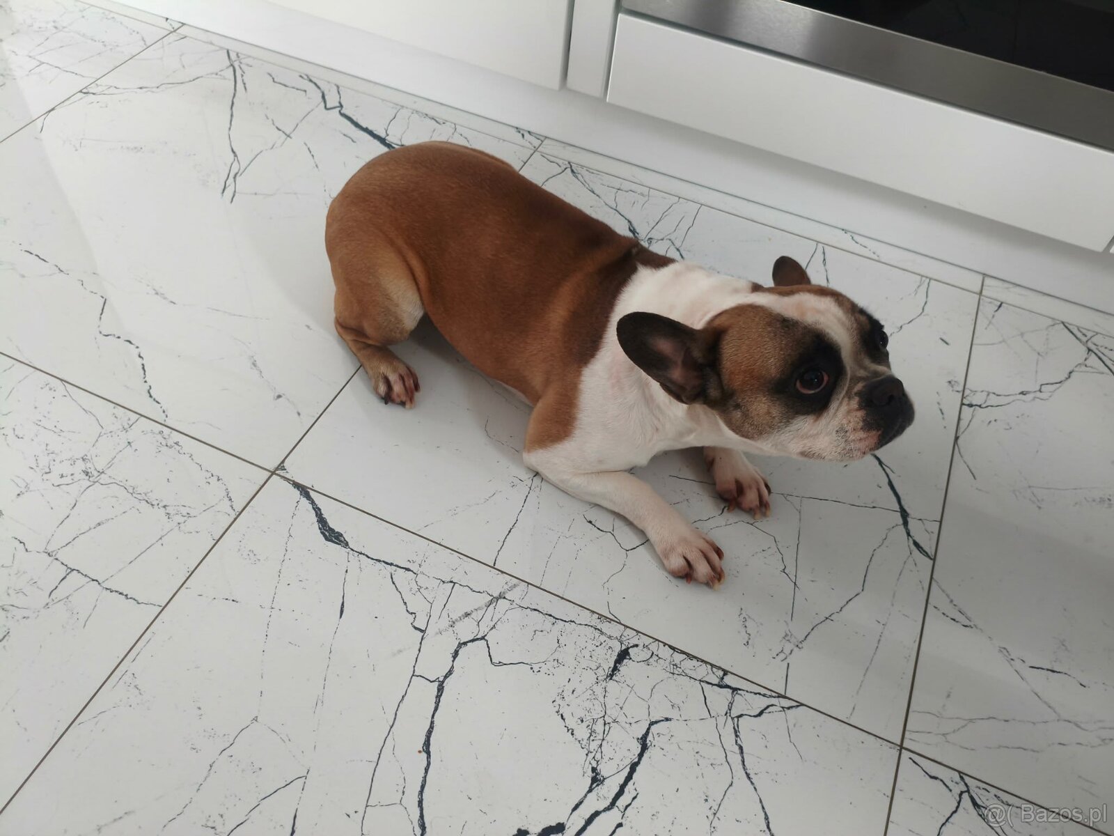 Sprzedam Buldoga Francuskiego suczka - 2