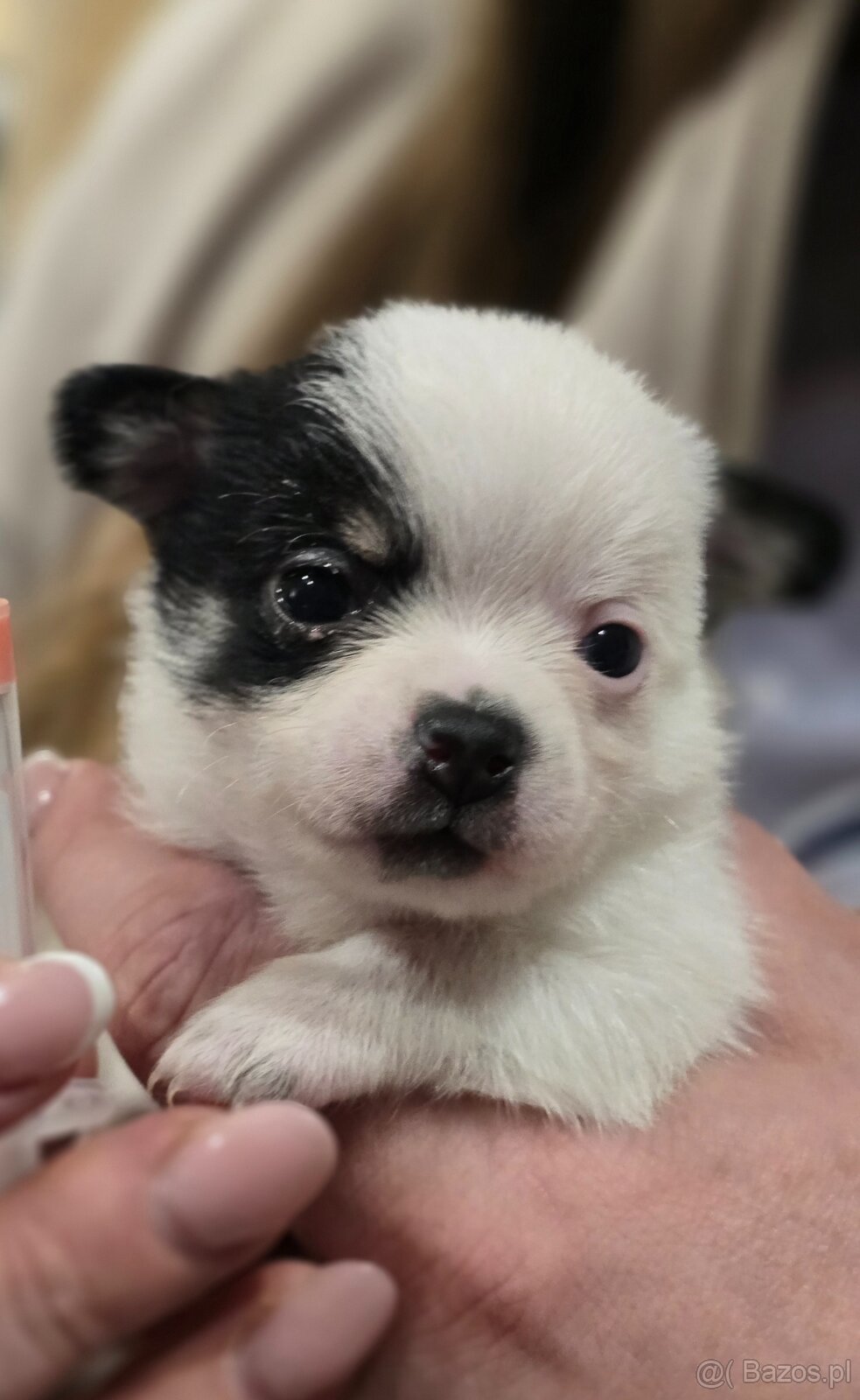 Chihuahua-wyjątkowe pieski, rodowód. - 2