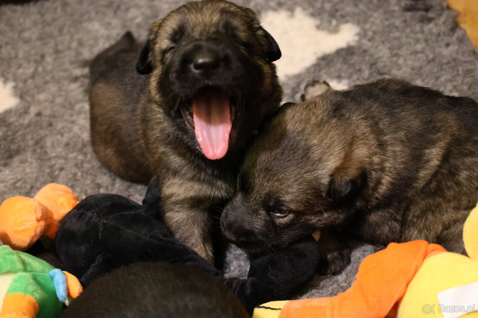 Szczenięta owczarka niemieckiego z rodowodem - 2