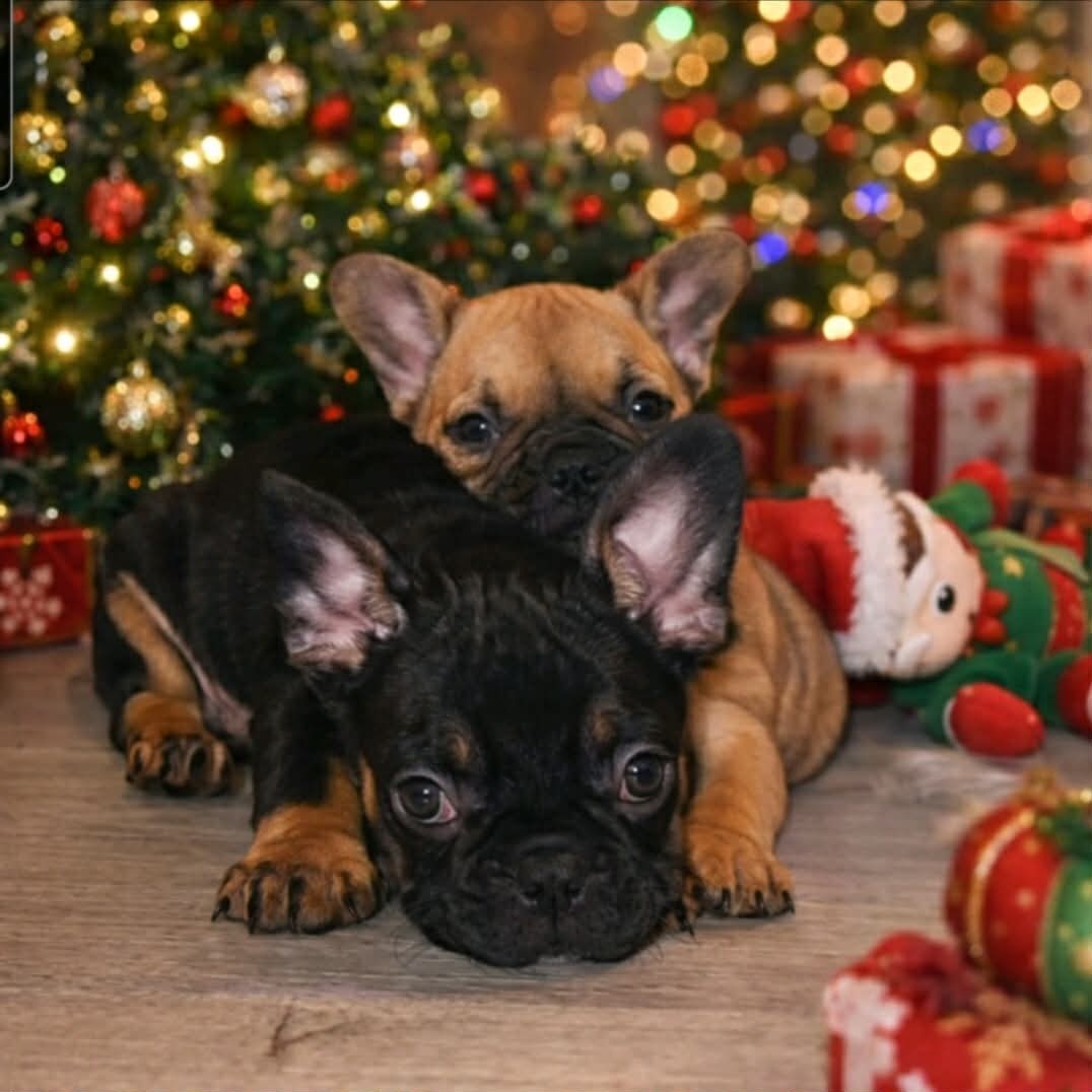 Buldog francuski – piękne szczenięta - 2