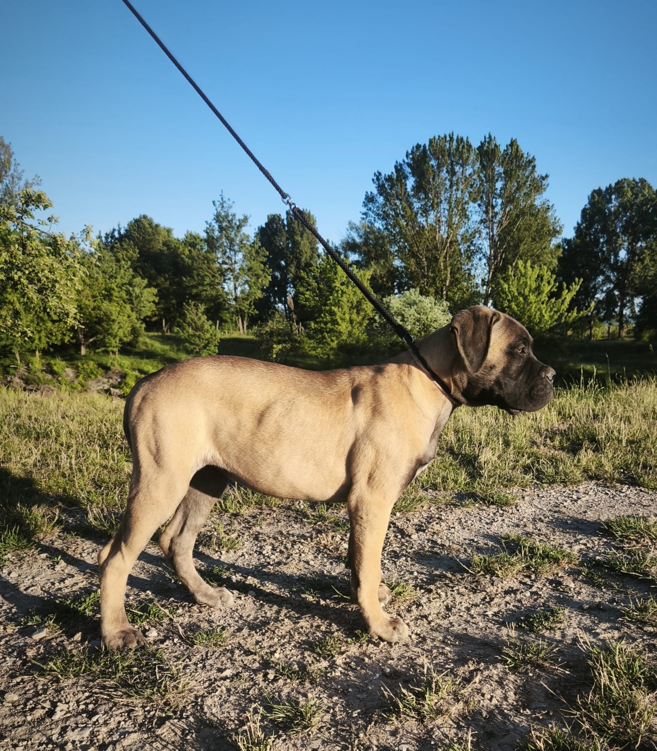 Bulmastif s PP/ Bullmastif/ Bulmastiff - 2
