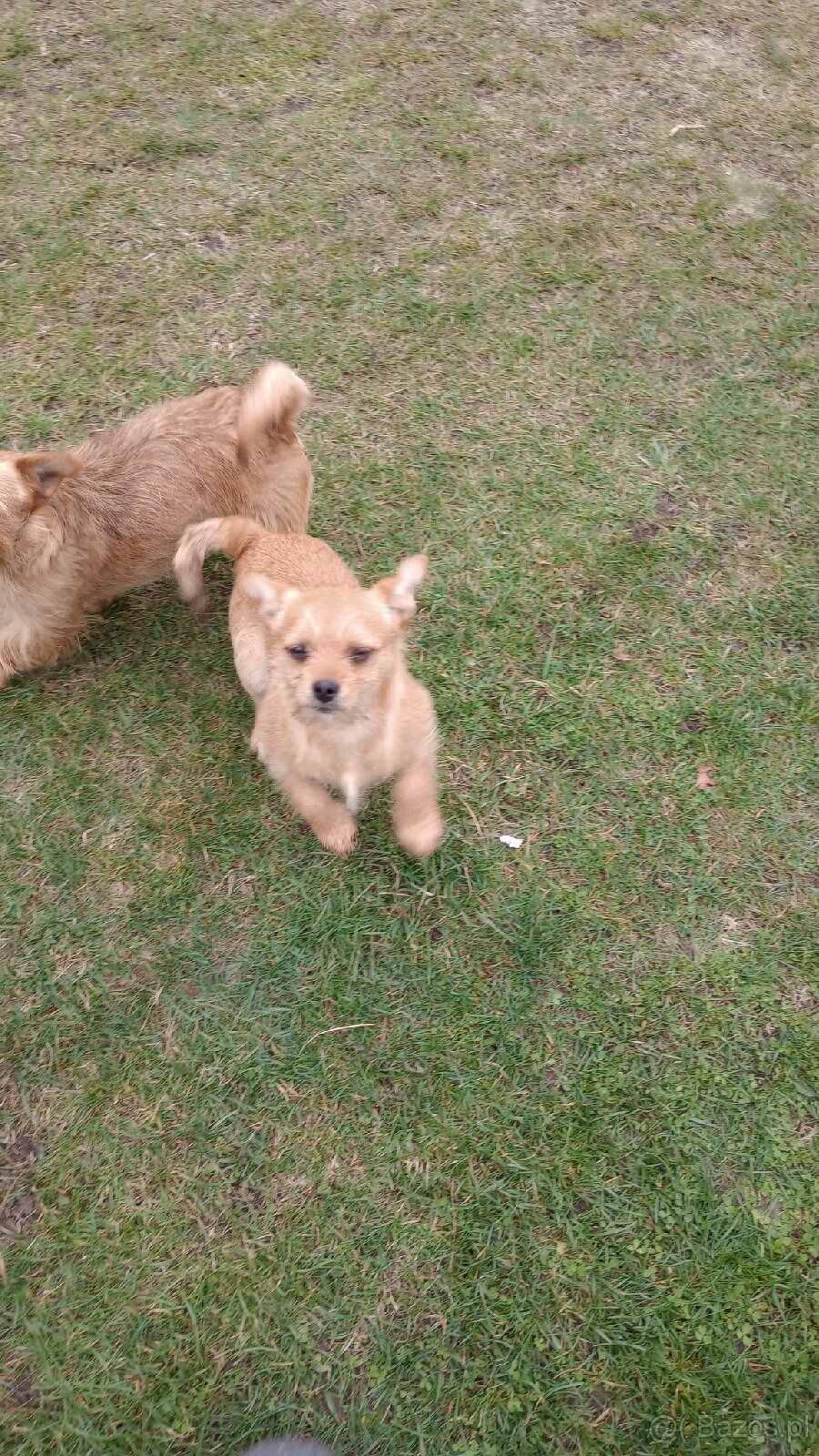 Mały pies do wydania - 2