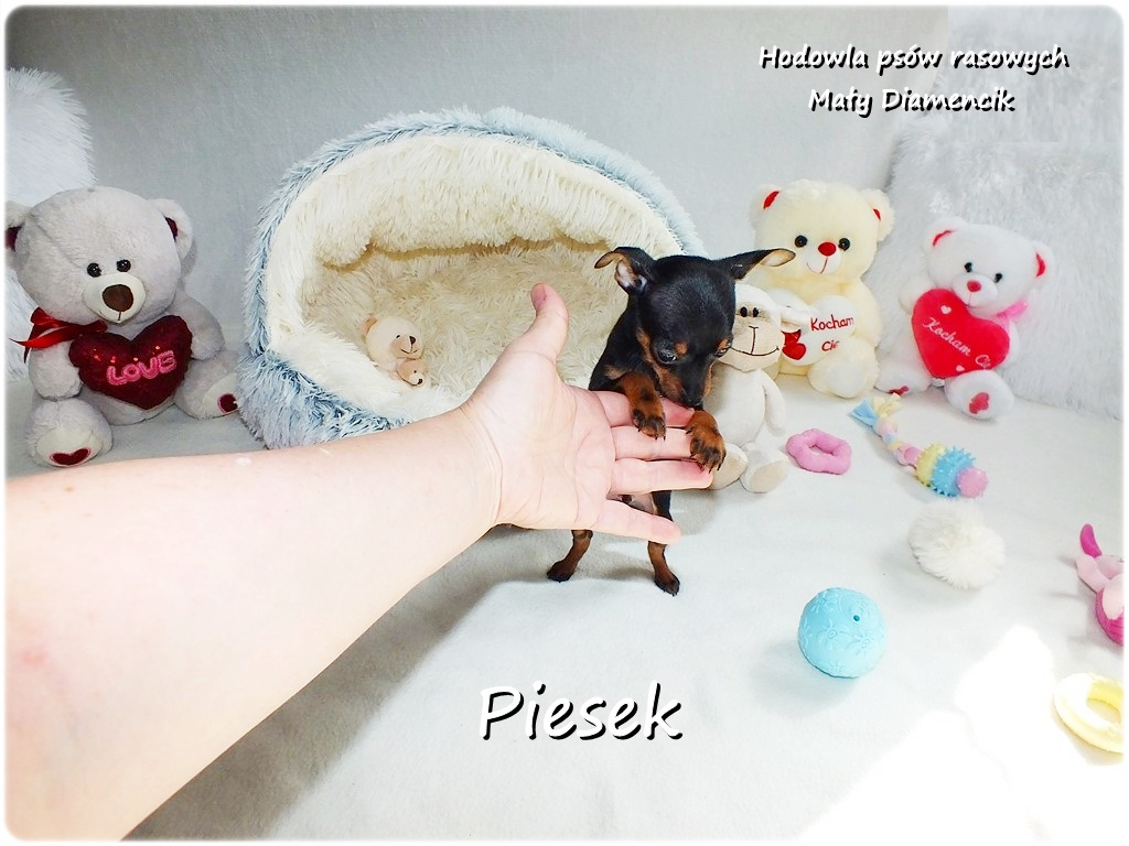 Pinczer miniaturowy- Ratlerek, tzw.sarenka, MINI Piesek nr1 - 2