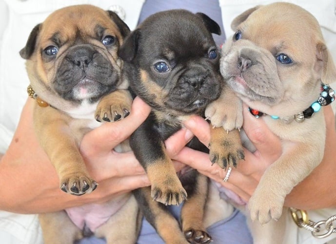 Szczenięta buldoga francuskiego do adopcji. - 2