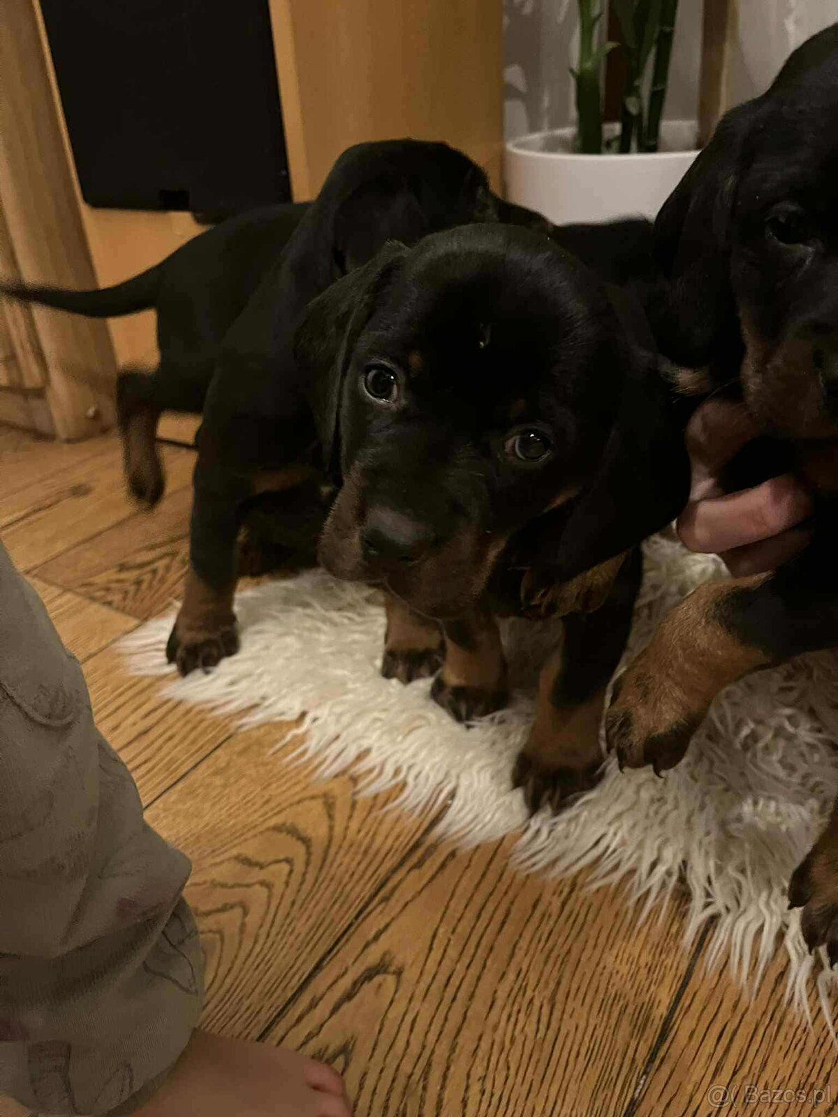 Szczeniaki po rasowych rodzicach - 2