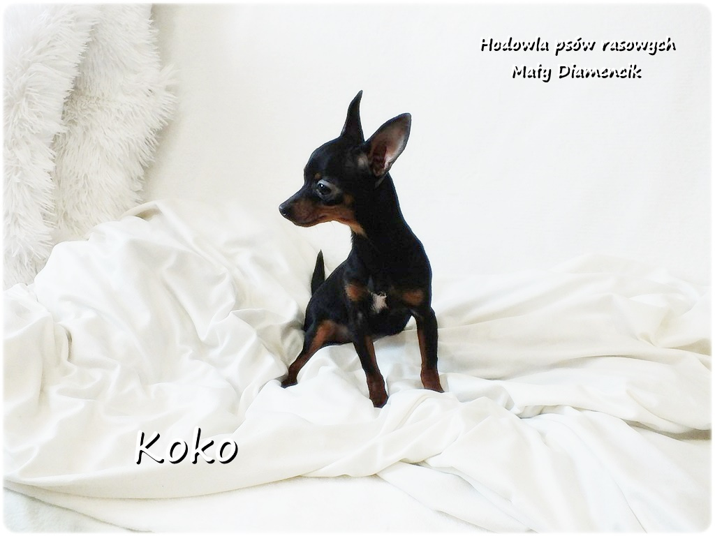 Ultra MINI Sunia KOKO Pinczer miniaturowy ( Ratlerek ) - 2