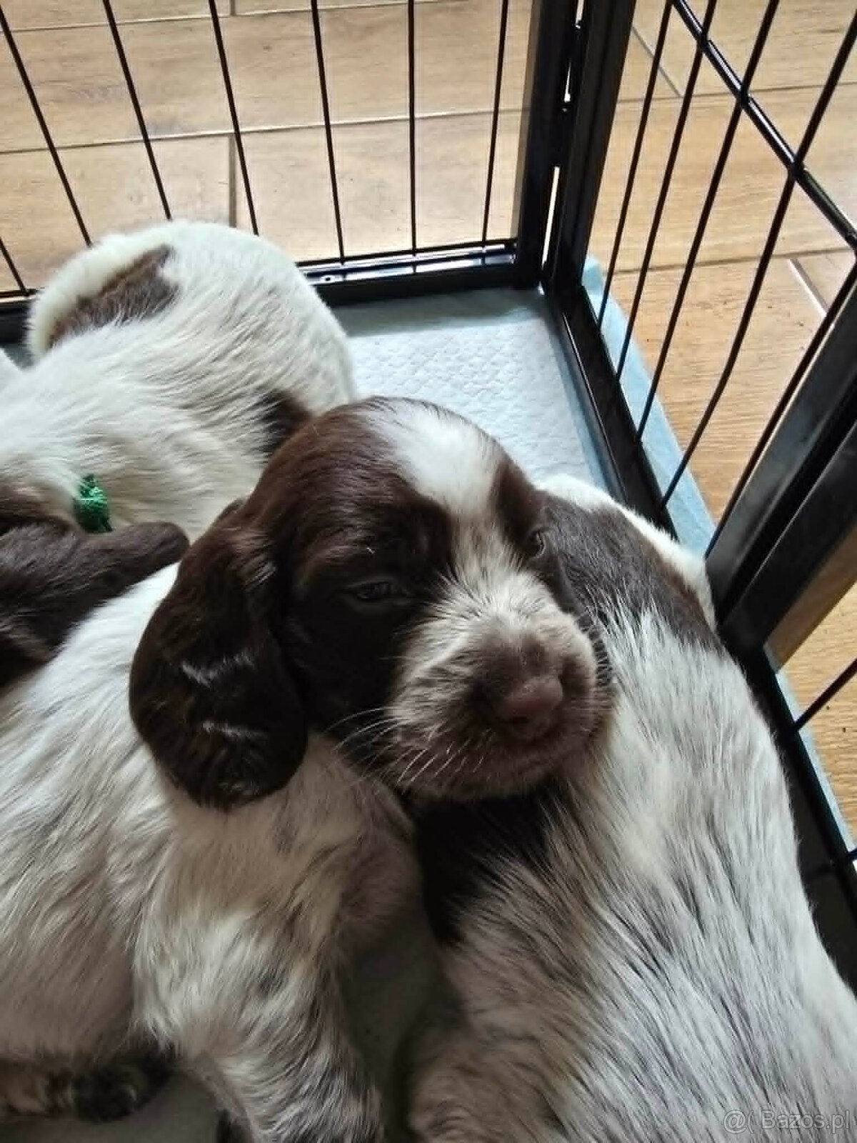 Polski Spaniel Myśliwski - 2