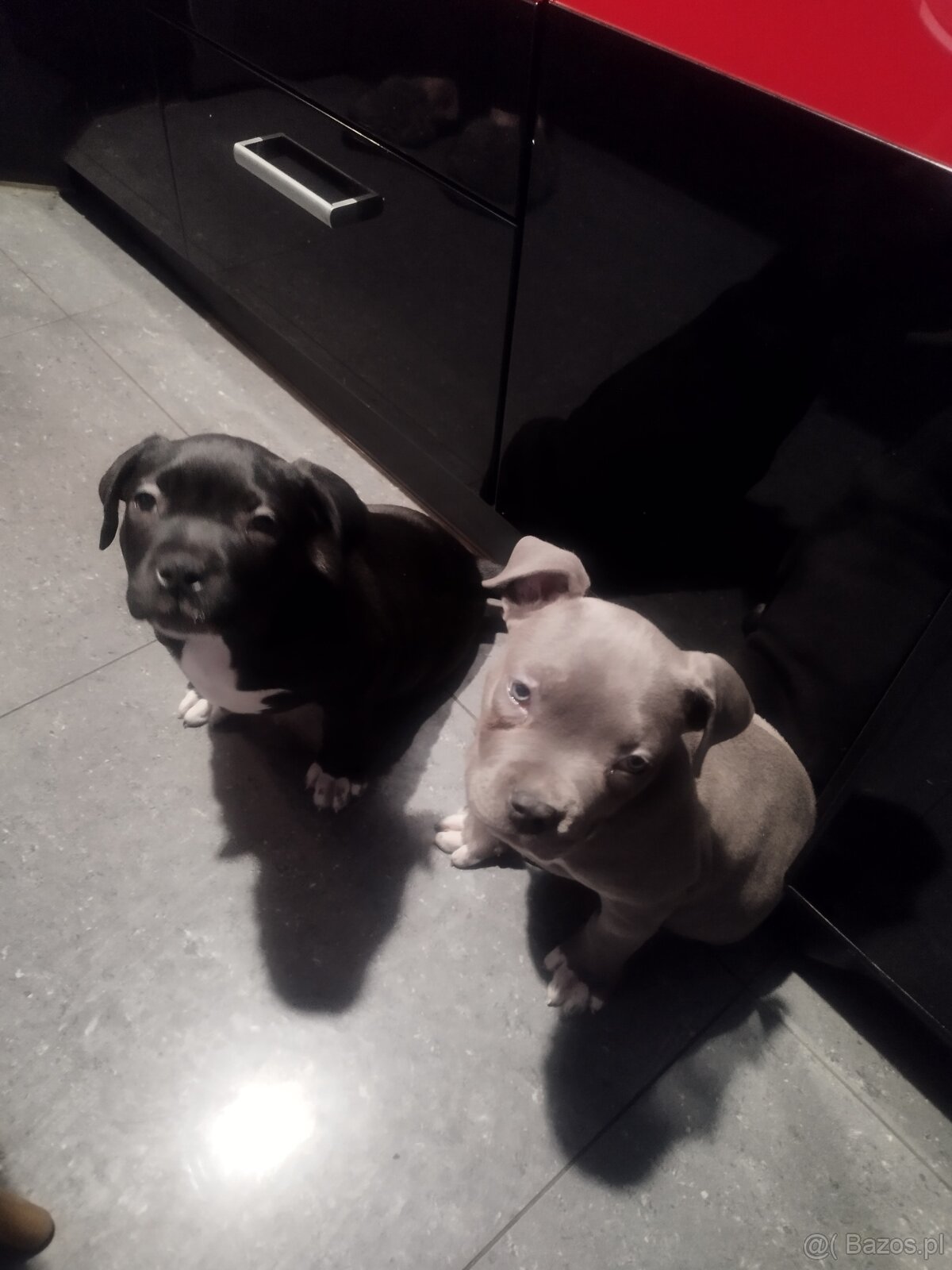 Amerykan BULI XL - 2