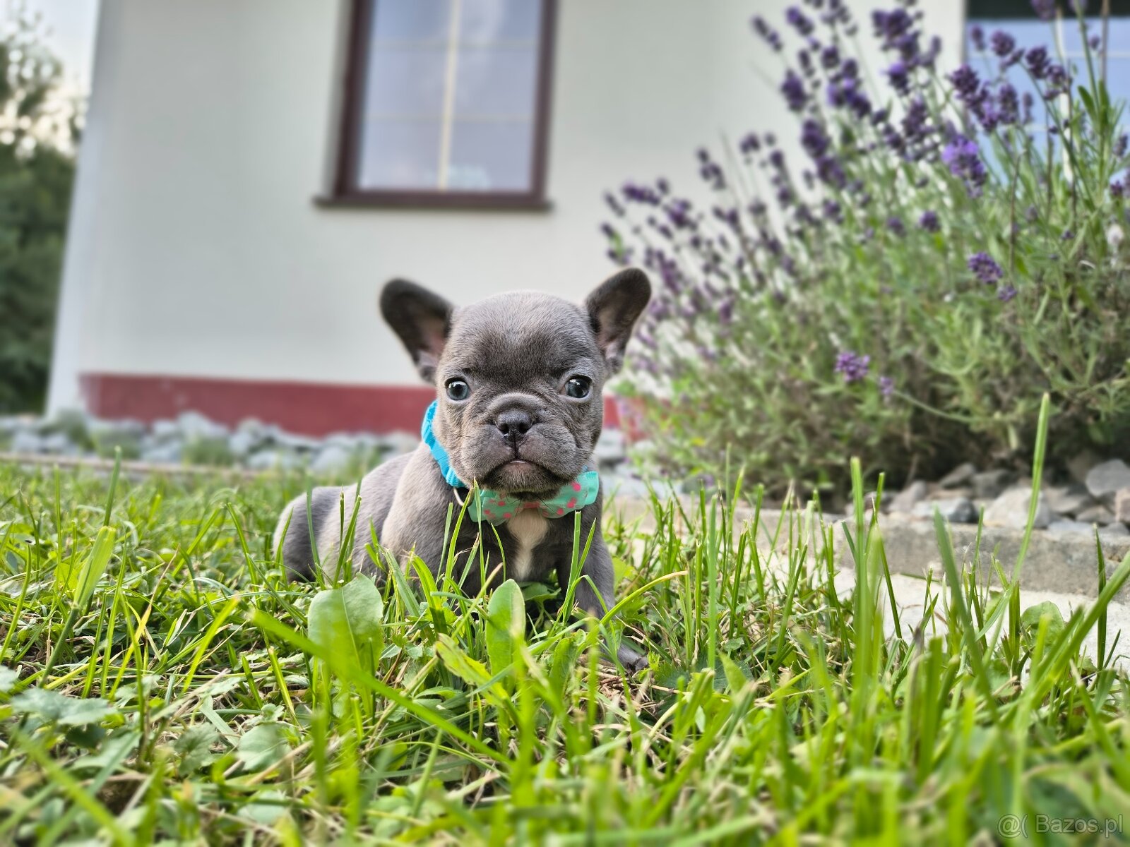 Buldog francuski - 2