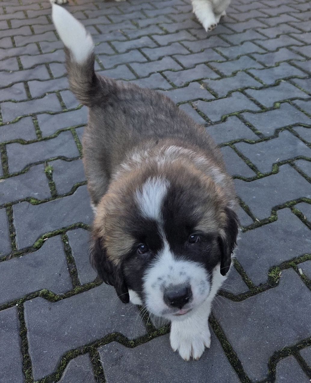 Moskiewski Pies Strozujacy - 2