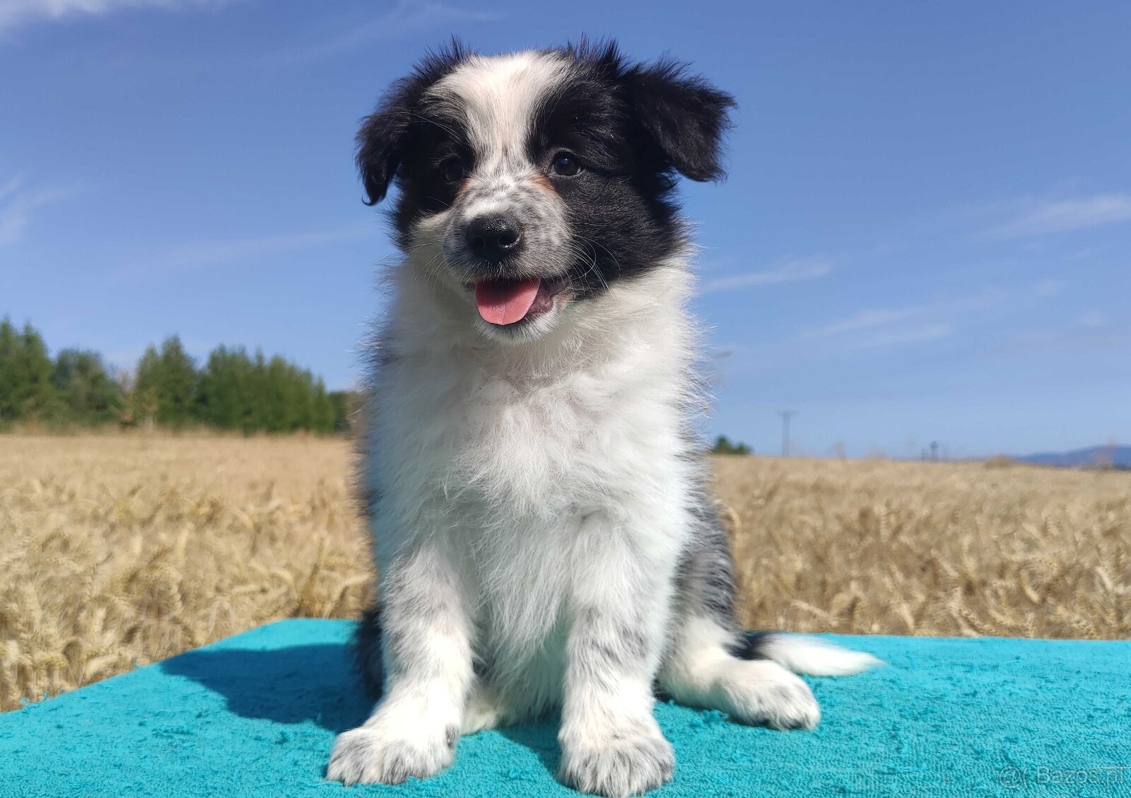 Przepiękna suczka BORDER COLLIE - dokumenty hod, badania rod - 2