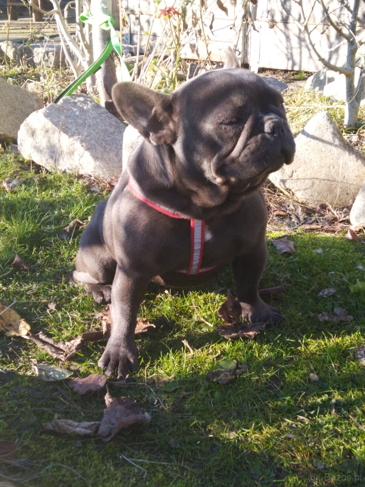 Buldog francuski suczka - 2