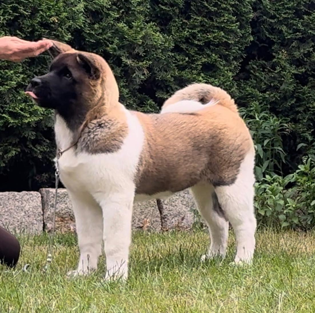 Akita amerykańska FCI suczka - 2