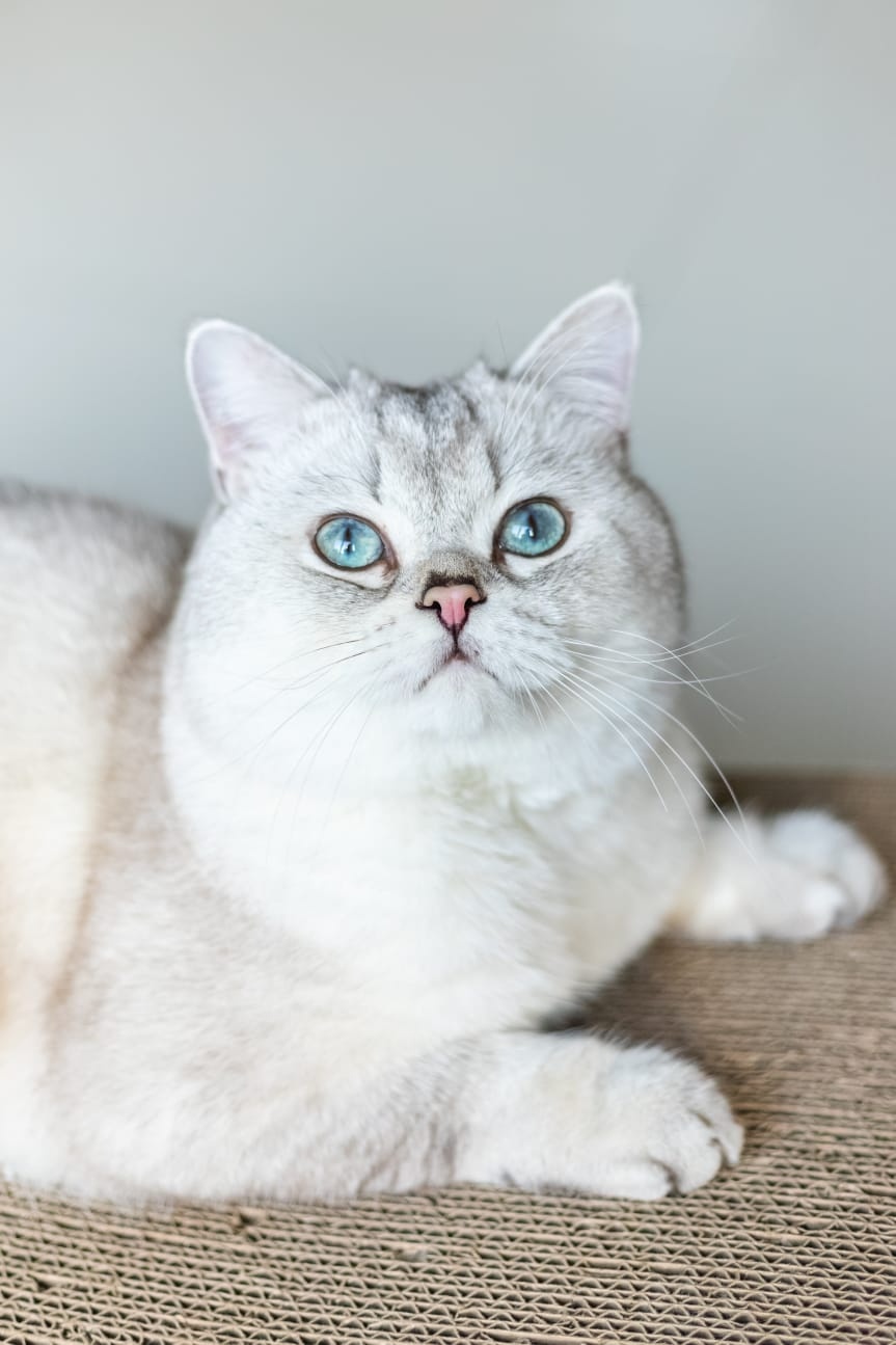 Reproduktor krycie kot brytyjski point, niebieskie oczy. - 2