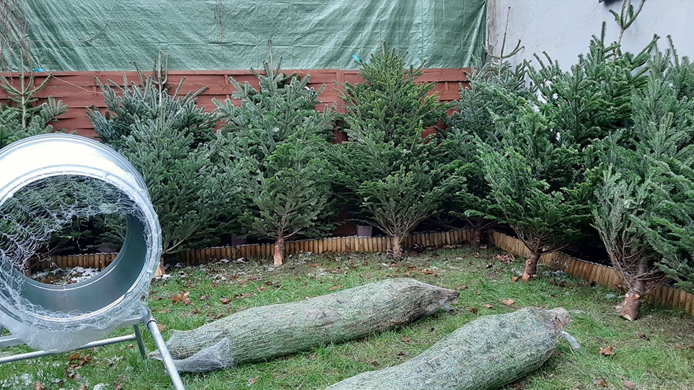 Choinka żywa jodła świerk cięte i w donicy choinki DOWÓZ - 2