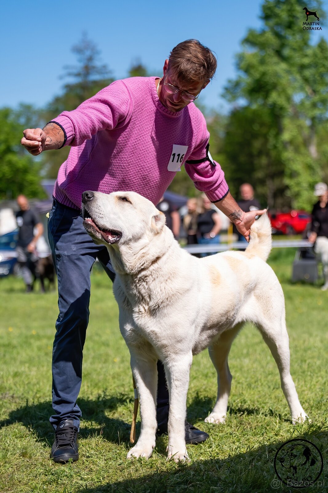 Owczarek środkowoazjatycki - 2