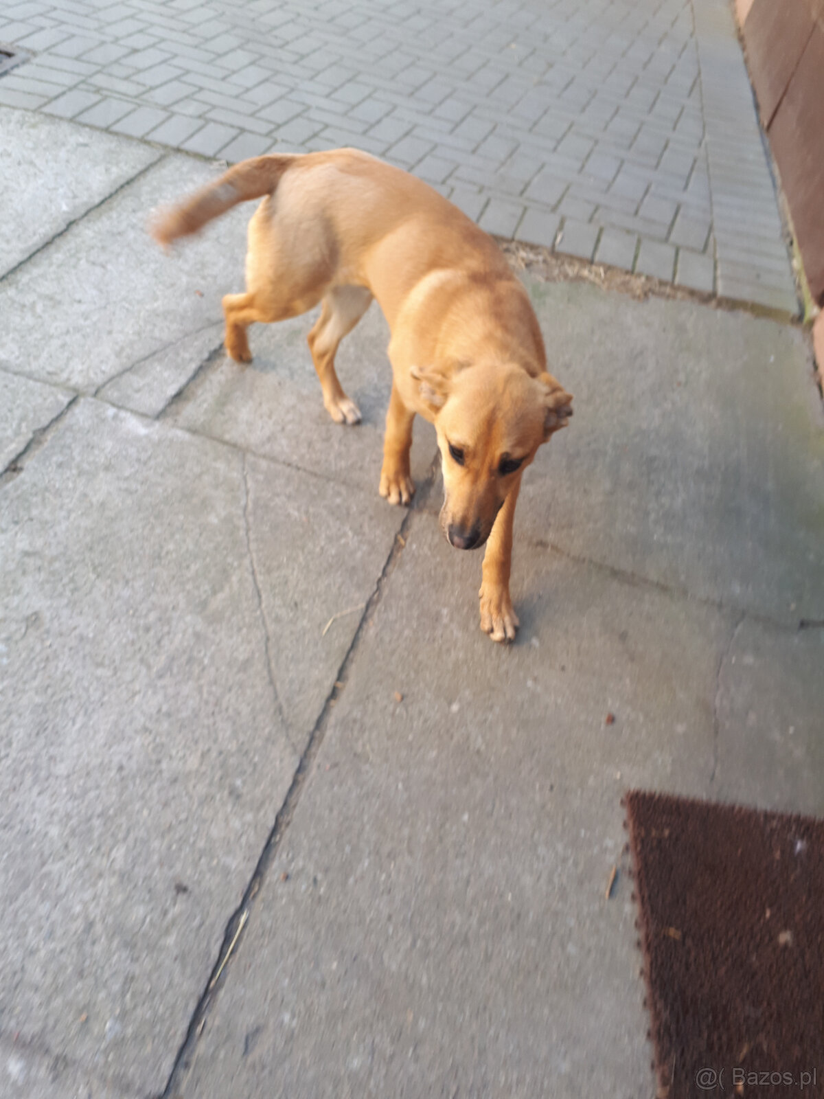 oddam psa za darmo - 2