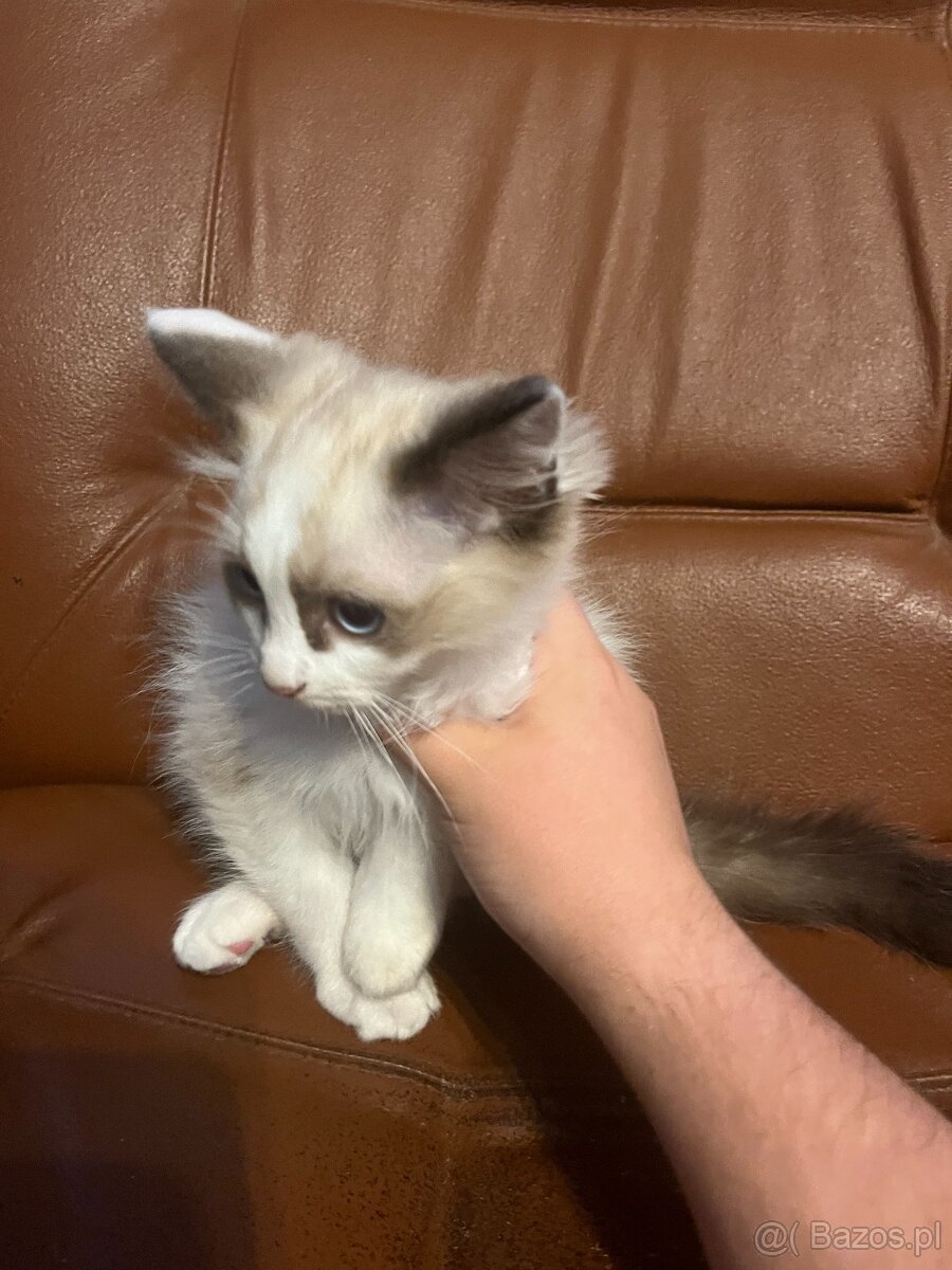 OKAZJA-cudowna kicia szynkretka tzw.Europejka ODDAM za DARMO - 2