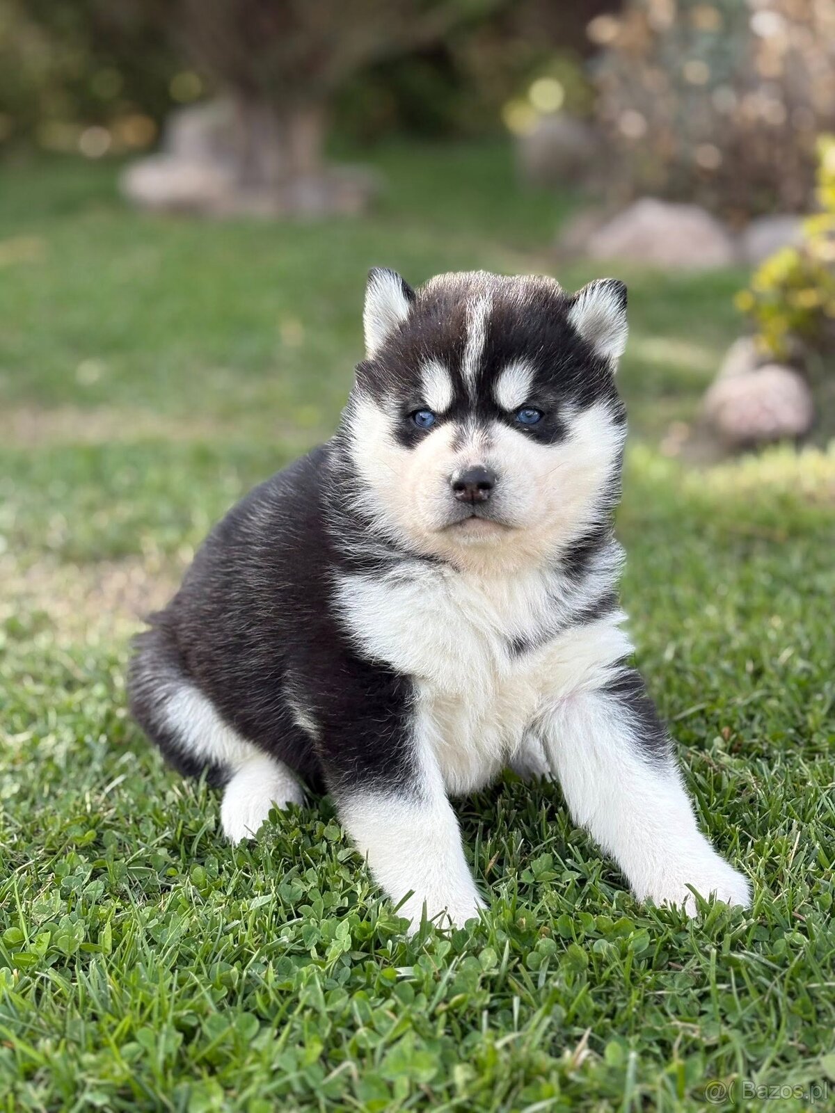 Siberian Husky ZKwP, suczka husky niebieskooka FCI - 2