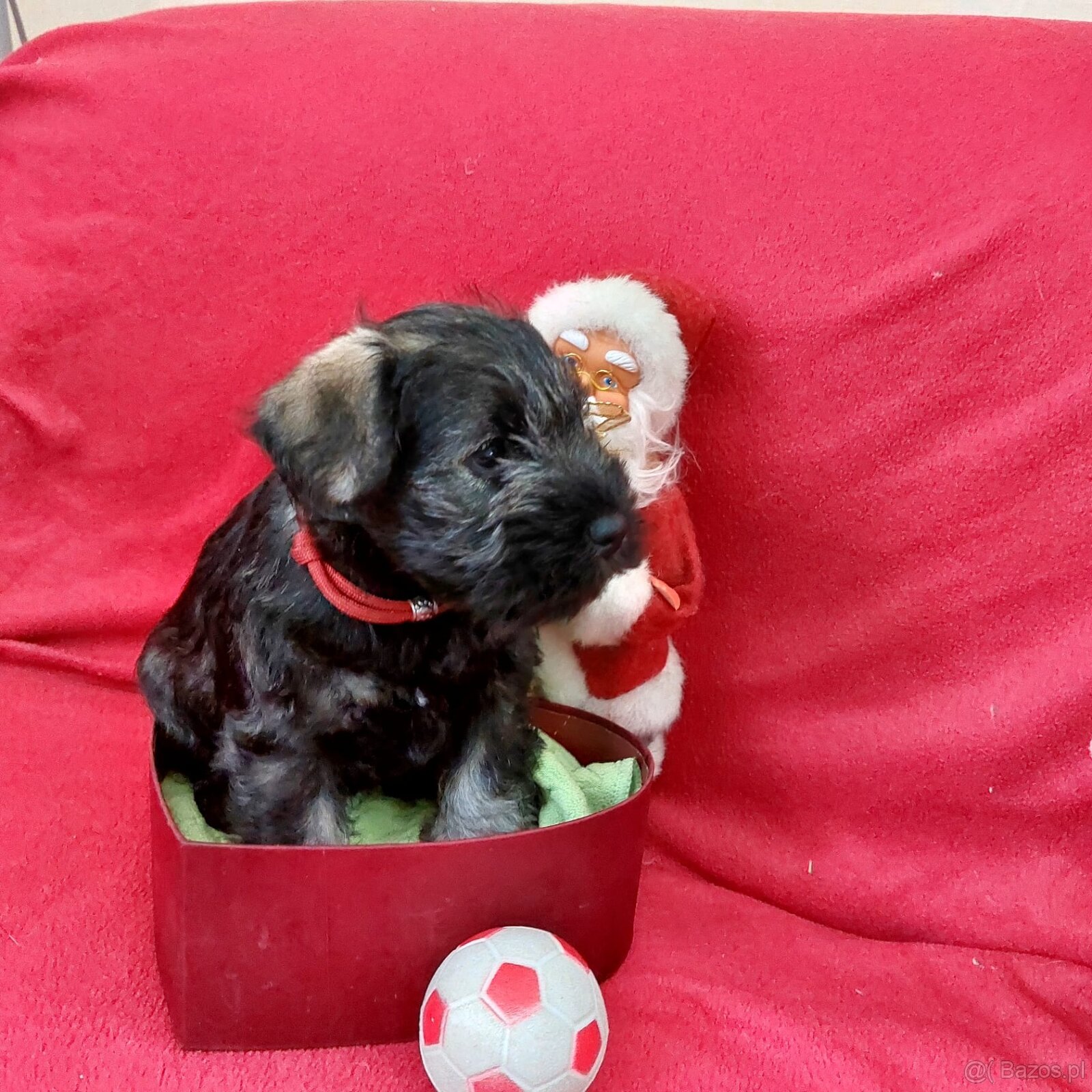 Schnauzer miniaturny p+s - 2