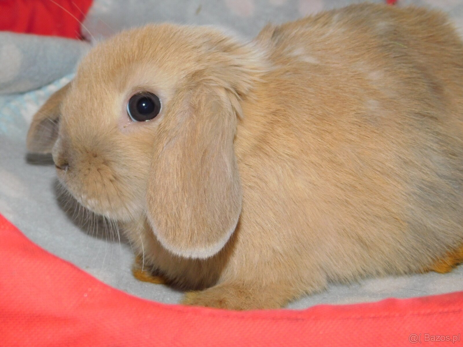 Cudne baranki mini lop - 2