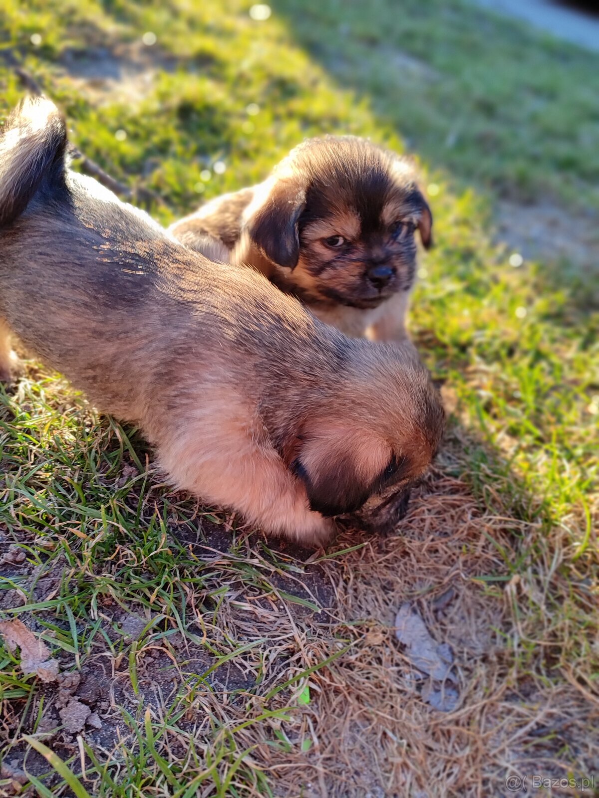 Śliczne suczki i pieski - 2