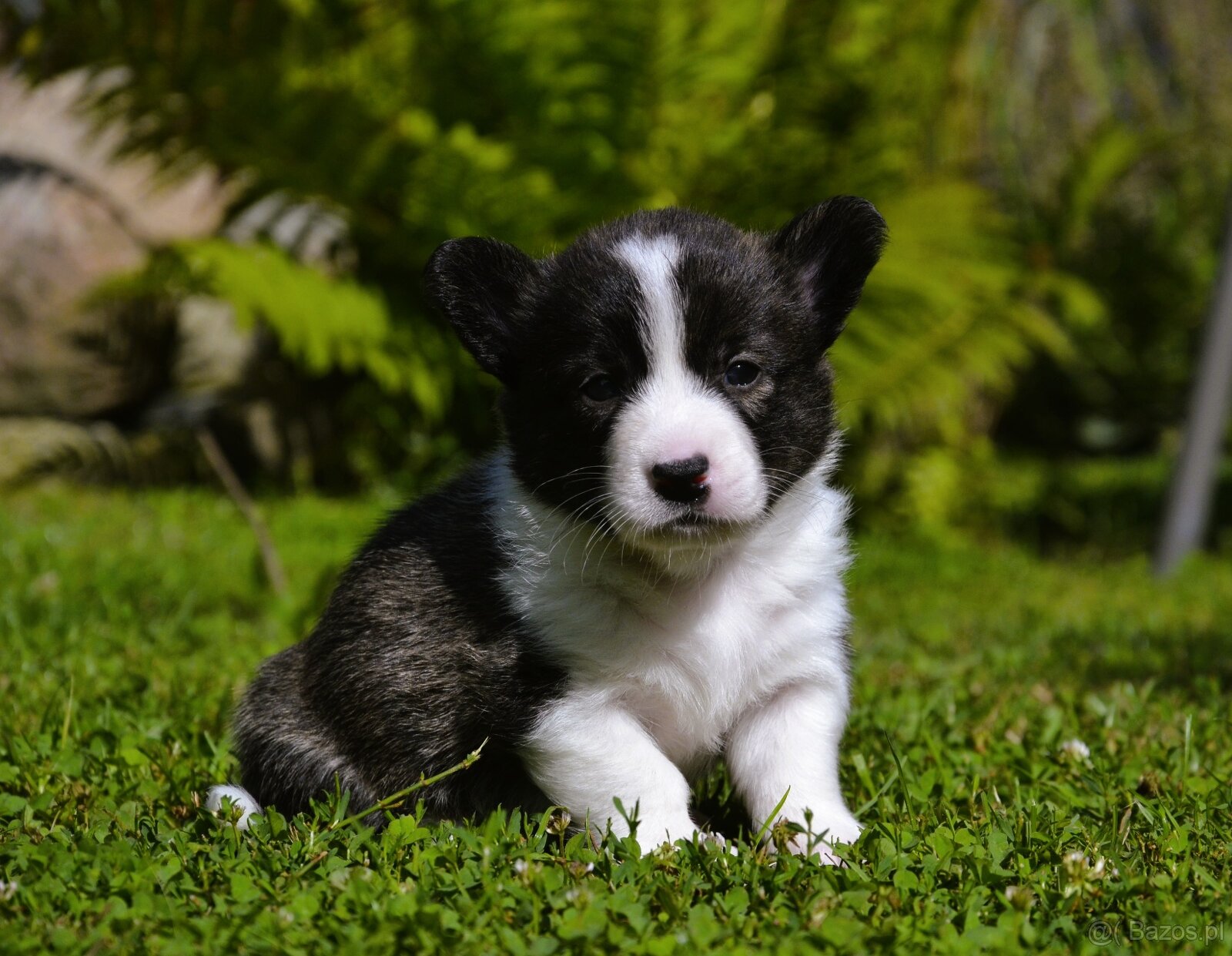 Welsh Corgi Cardigan ZKwP/FCI - 2