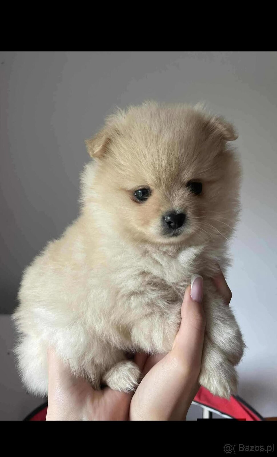 Szpic miniaturowy - 2