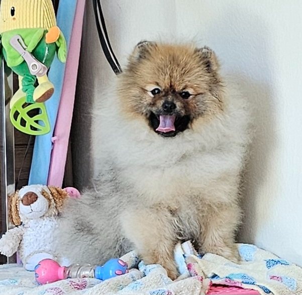 Szpic miniaturowy pomeranian piękne szczenięta. - 2